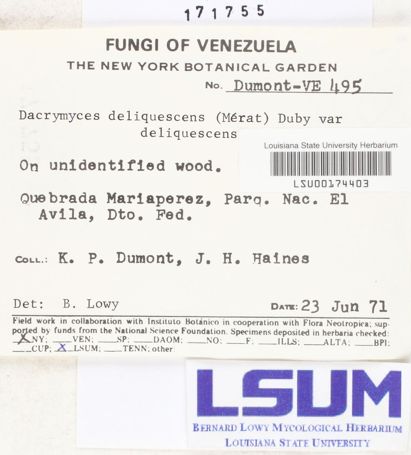 Dacrymyces deliquescens var. deliquescens image