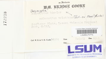 Dasyscypha bicolor image
