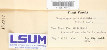 Dasyscypha pulverulentus image