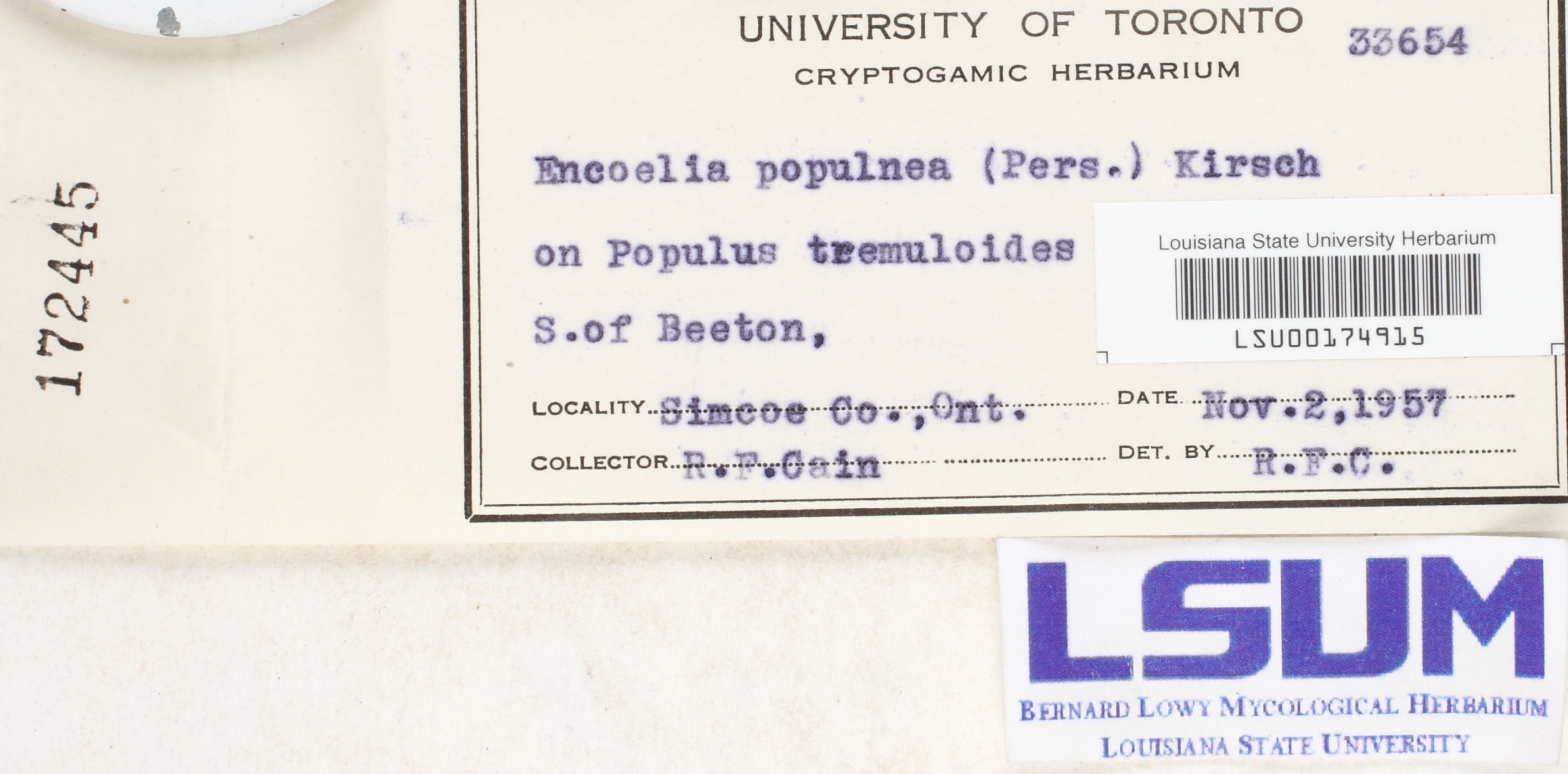 Encoelia populnea image