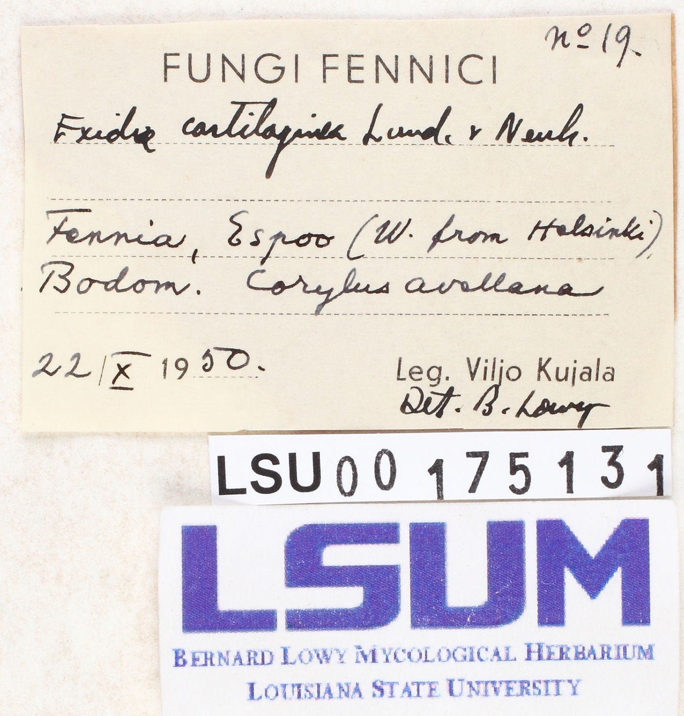 Exidia cartilaginea image