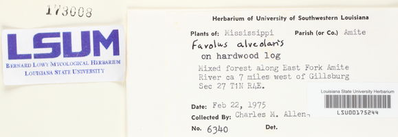Favolus alveolaris image