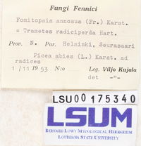 Fomitopsis annosus image