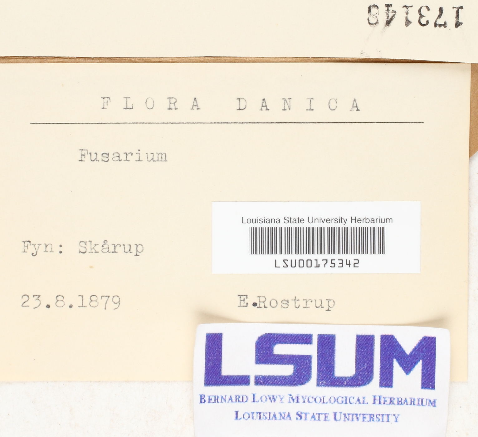 Fusarium oxysporum image