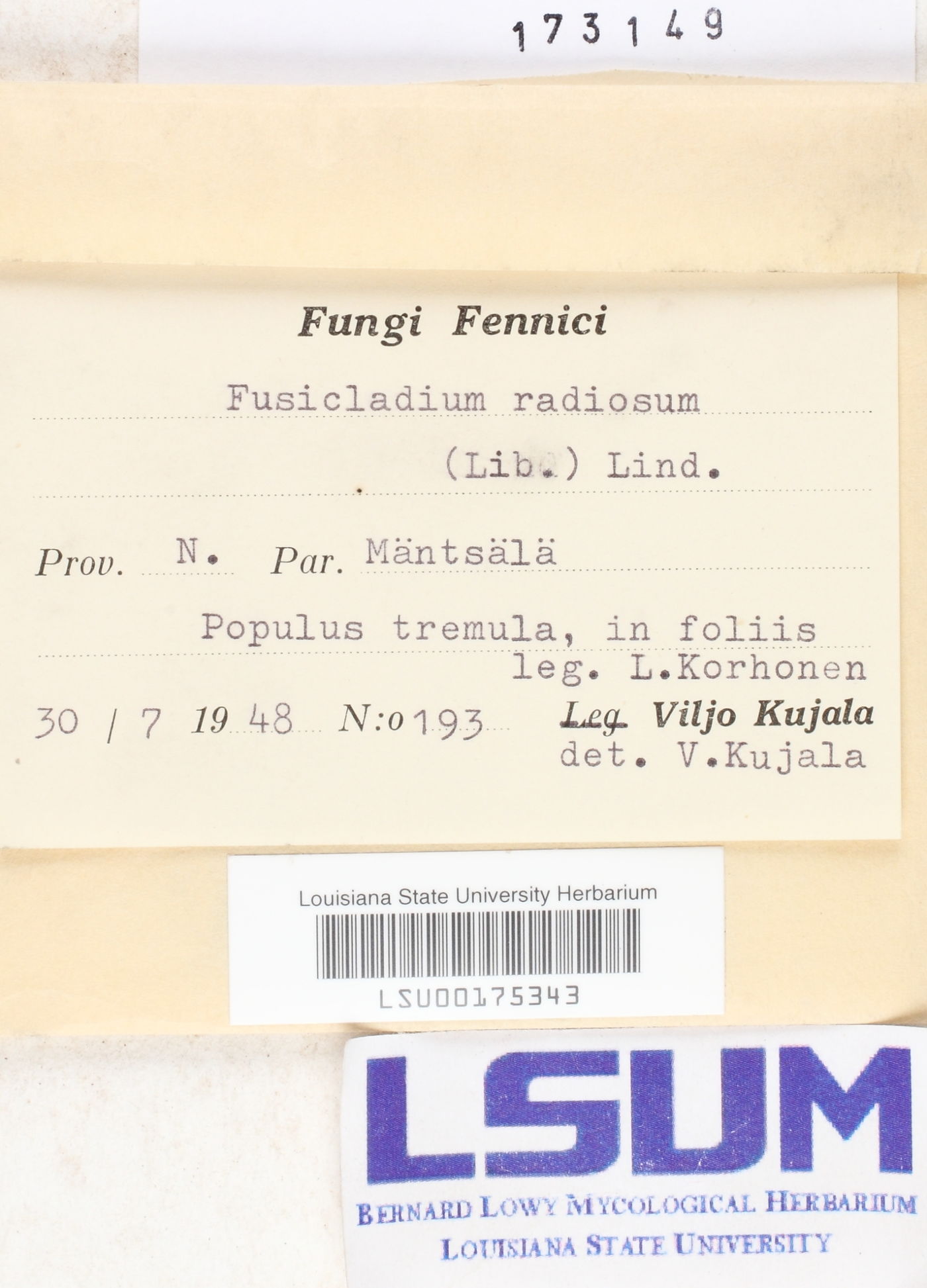 Fusicladium radiosum image