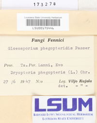 Gloeosporium phegopteridis image