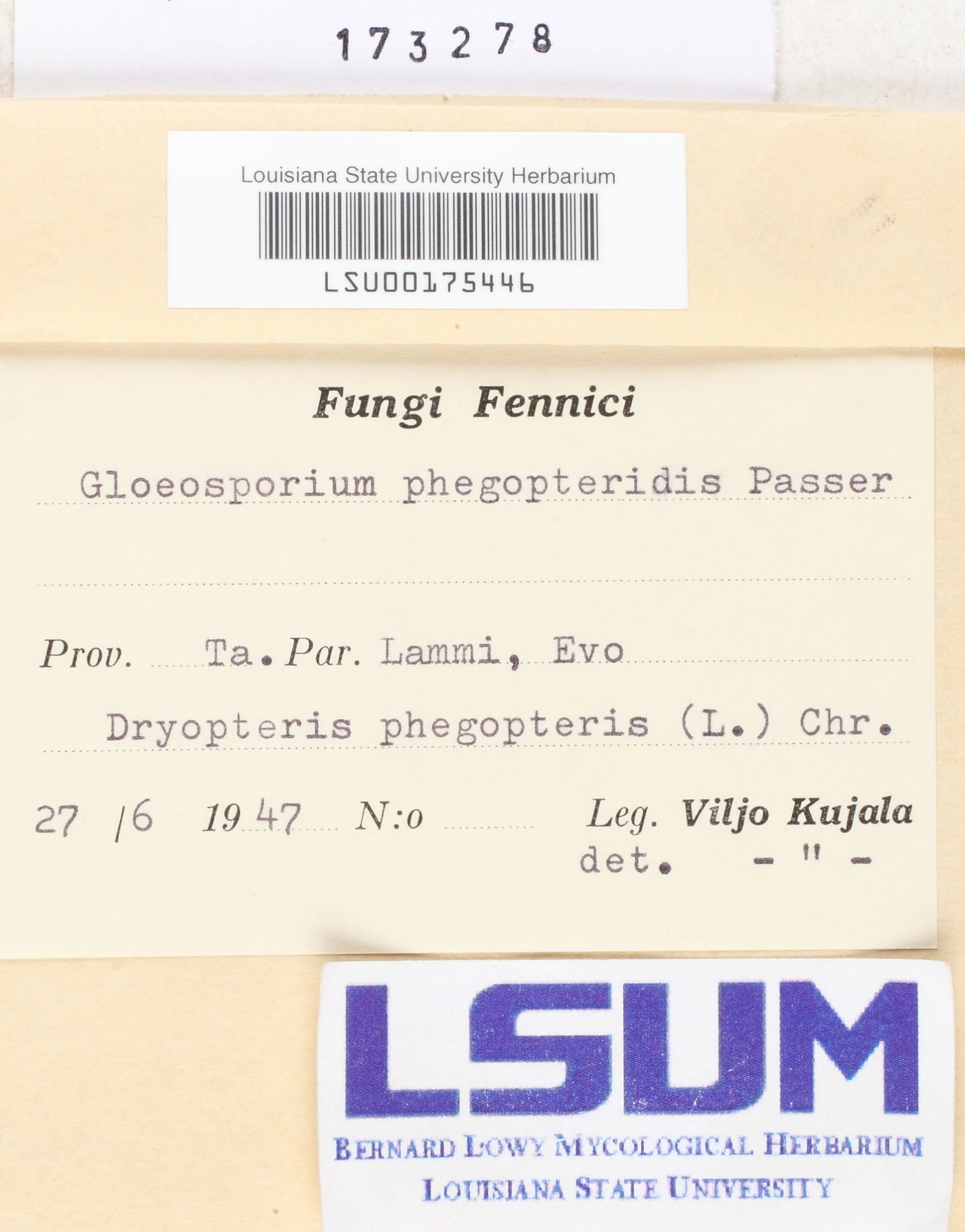 Gloeosporium phegopteridis image