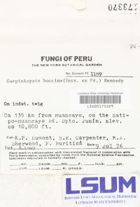 Guepiniopsis buccina image