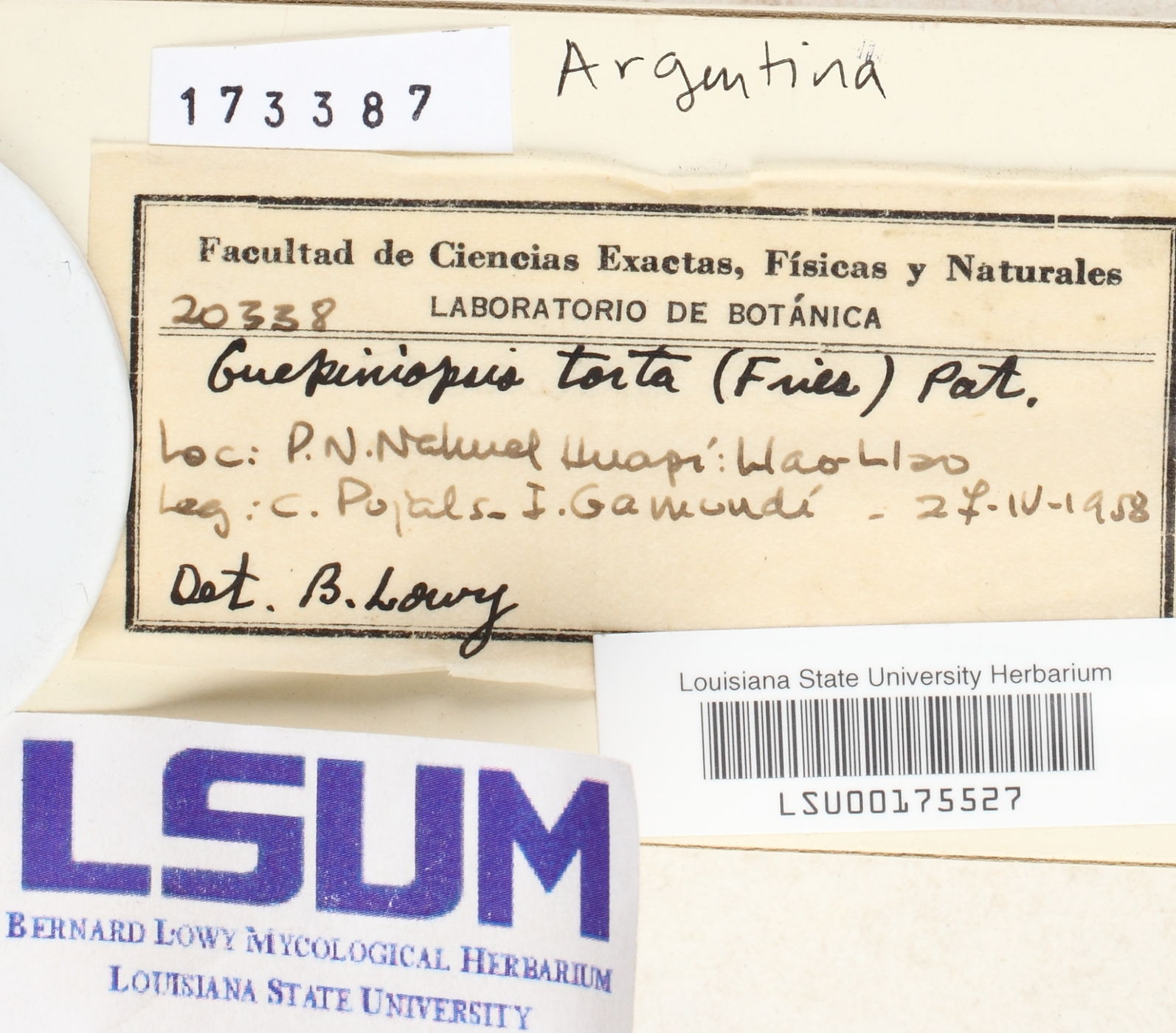 Guepiniopsis torta image