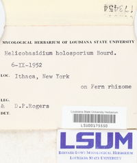 Helicobasidium holospirum image