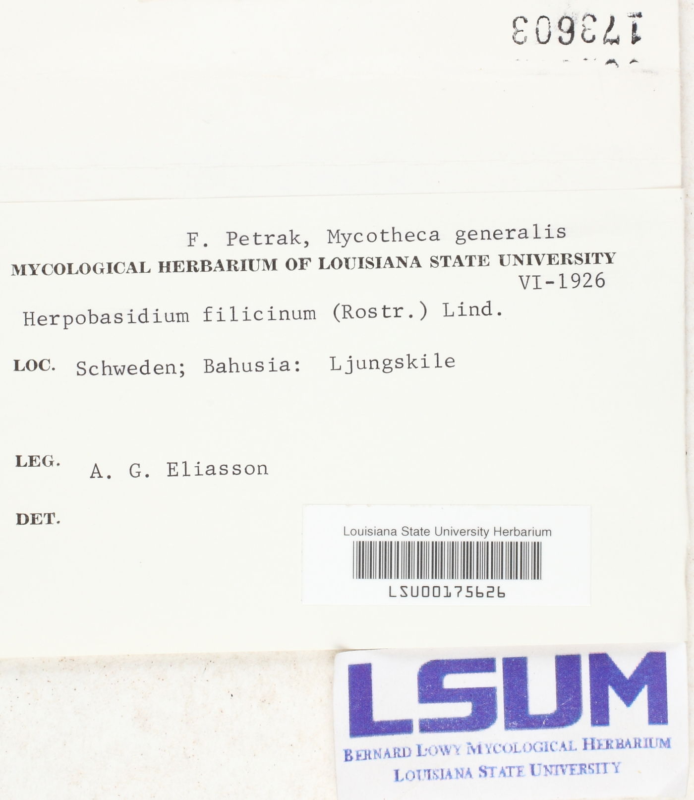 Herpobasidium filicinum image