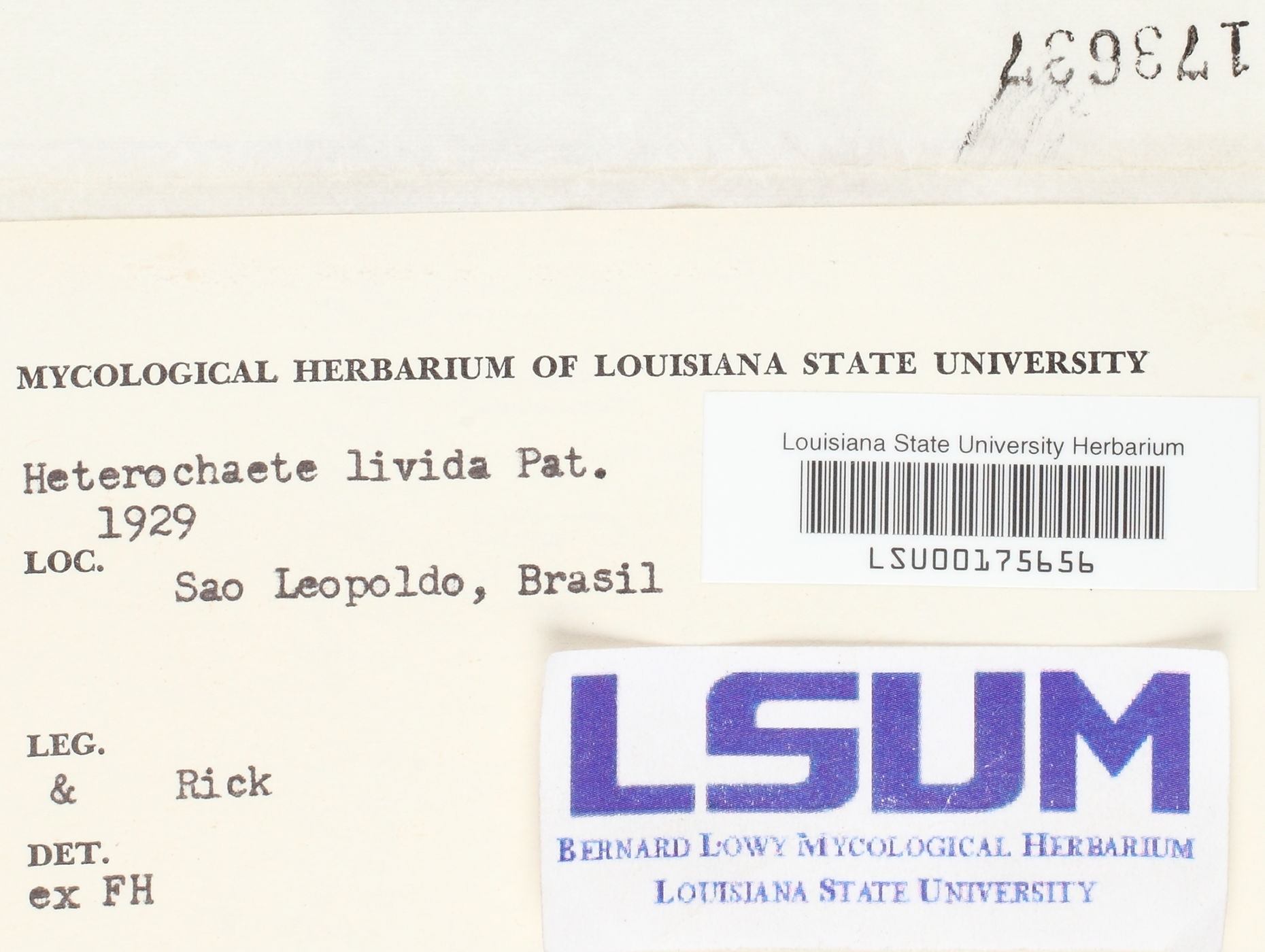 Heterochaete livida image