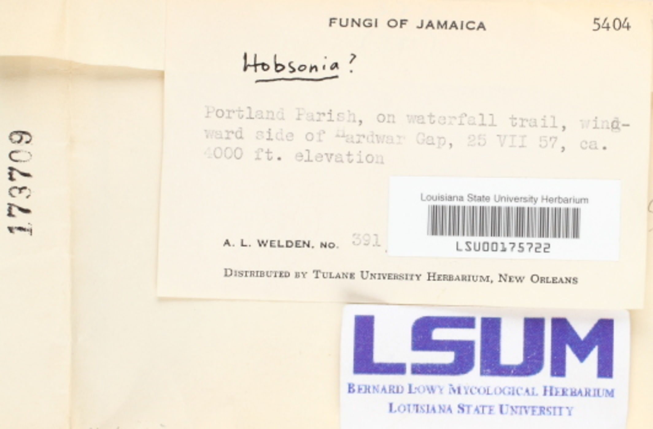 Hobsonia image