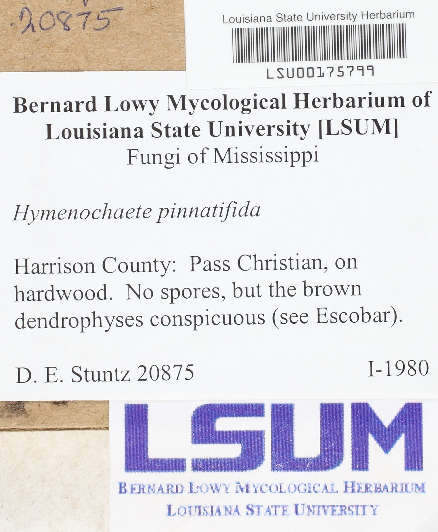 Hymenochaete pinnatifida image