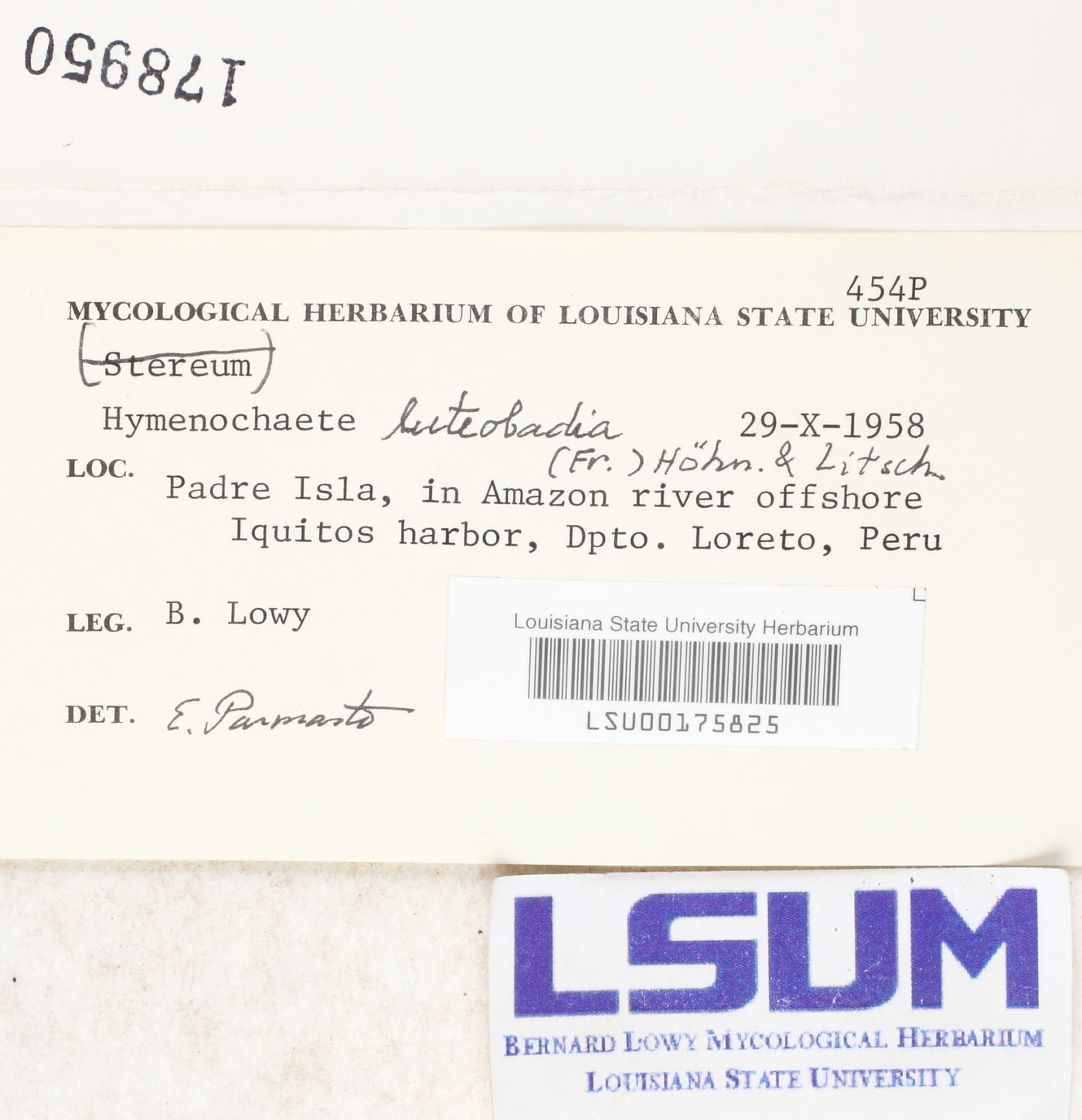Hymenochaete luteobadia image
