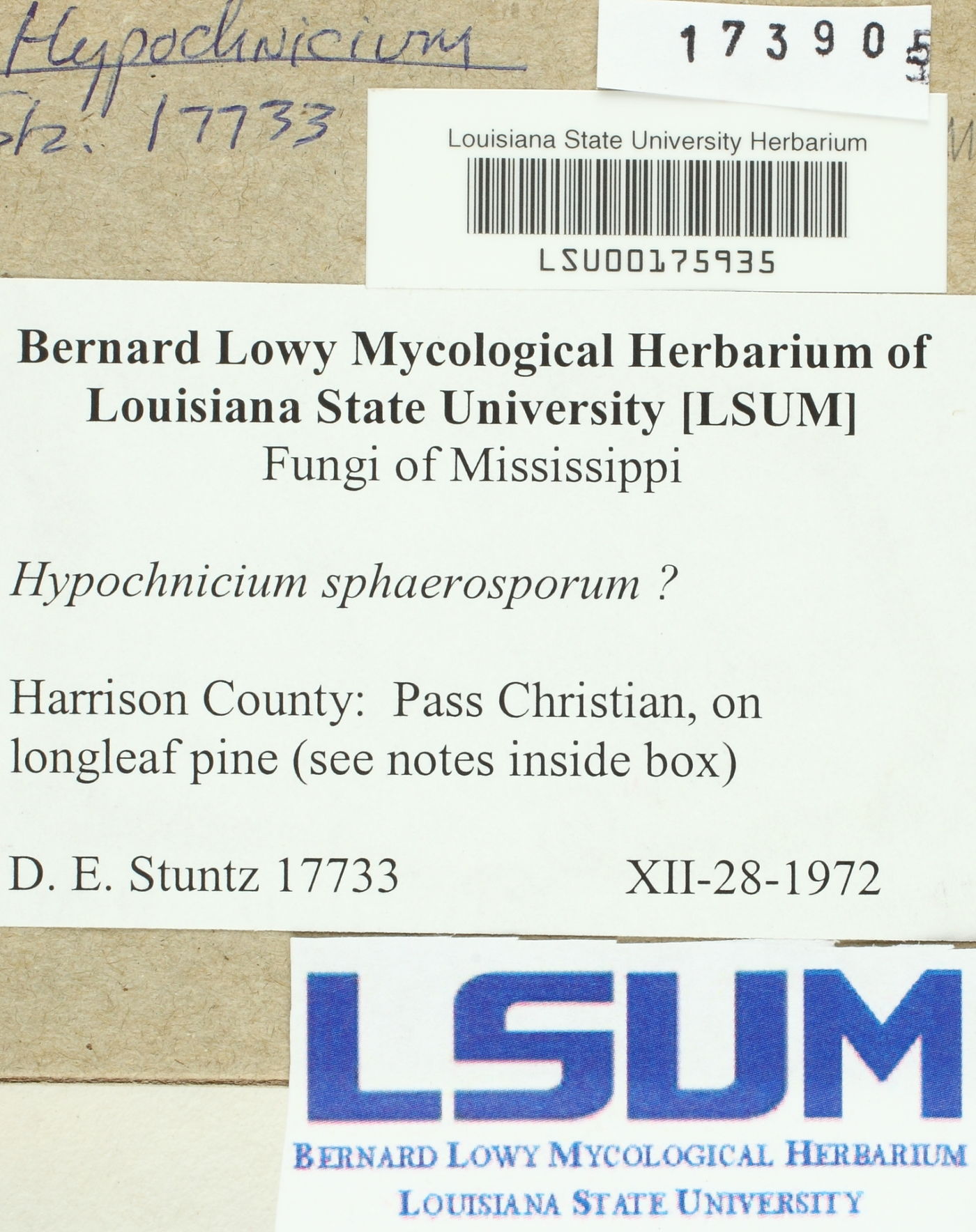 Hypochnicium sphaerosporum image