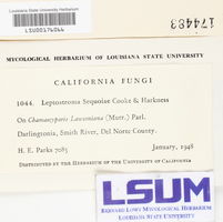 Leptostroma sequoiae image