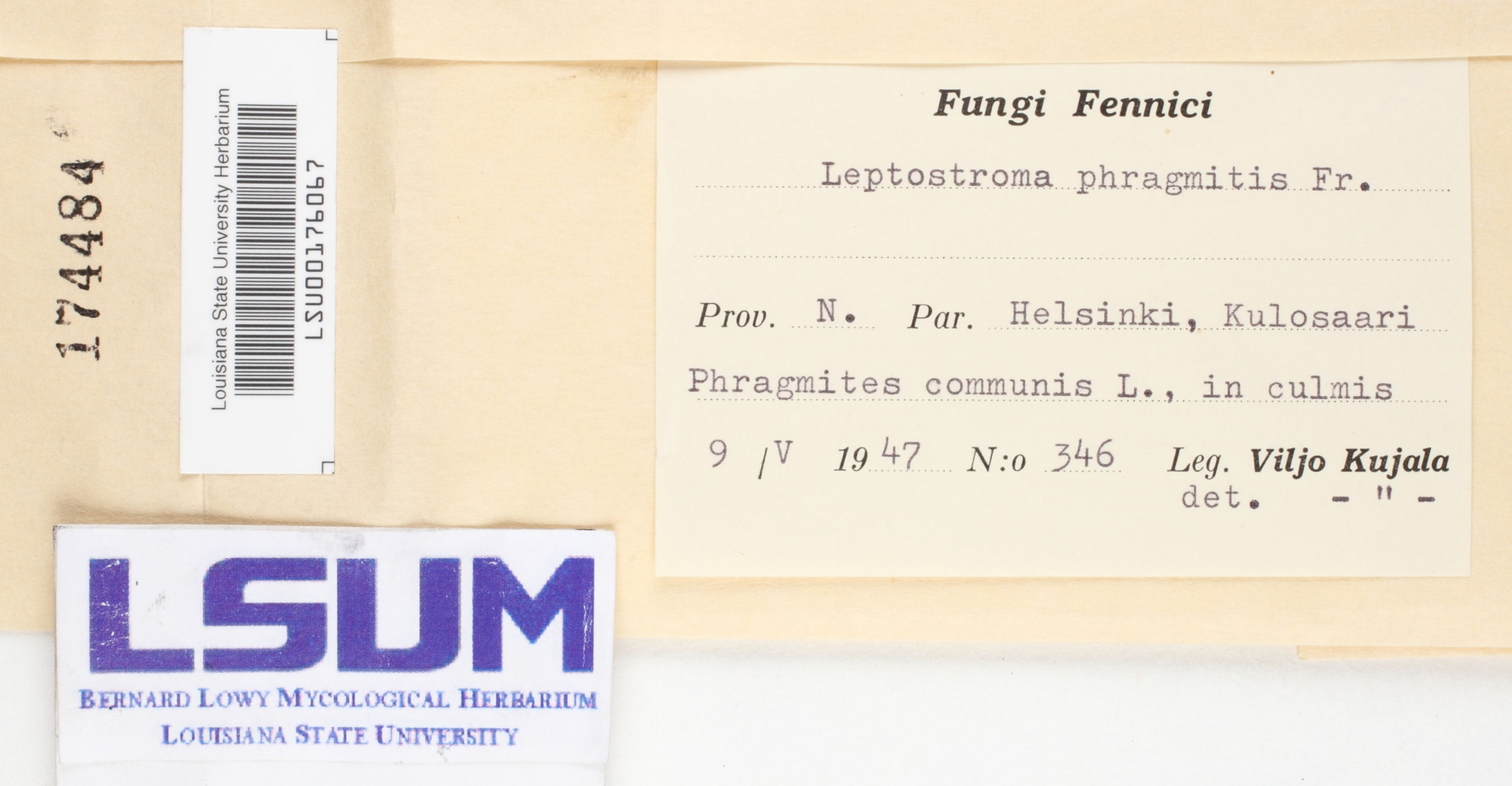 Leptostroma phragmitis image