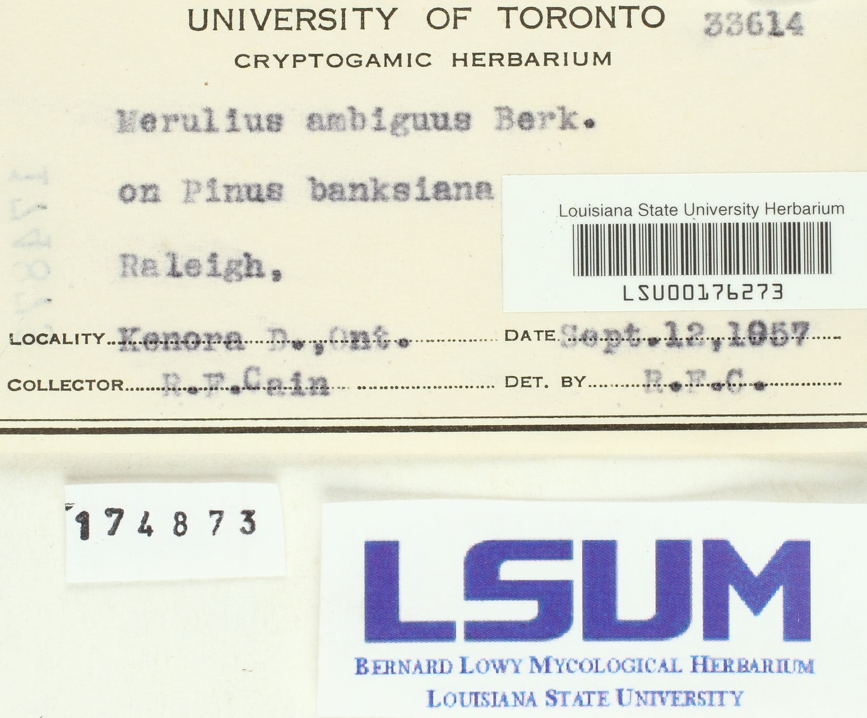 Merulius ambiguus image