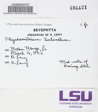 Physcomitrium pyriforme image