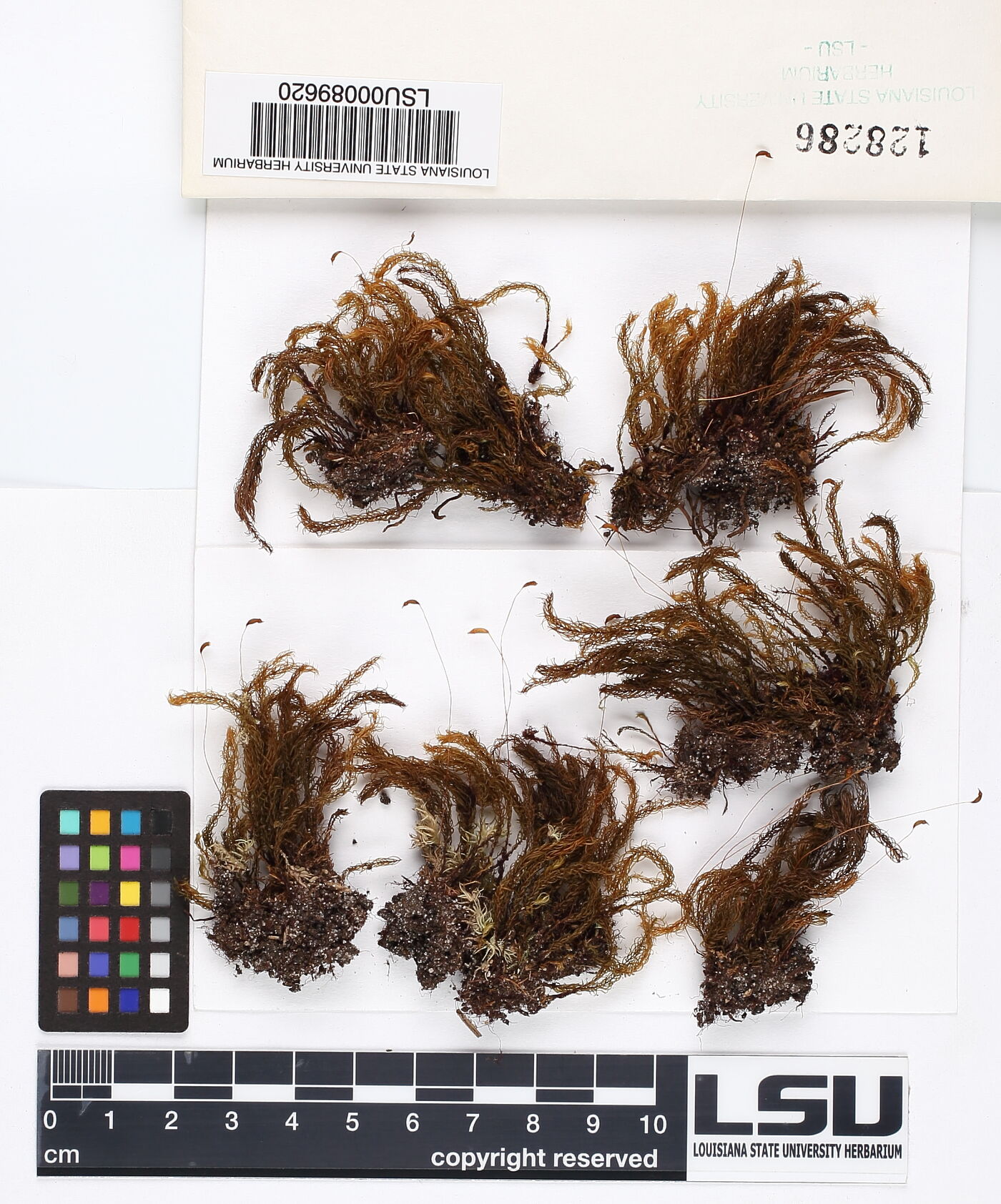 Consortium of Bryophyte Herbaria Detailed Collection Record Information