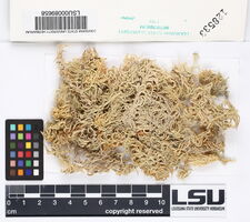 Sphagnum lescurii image