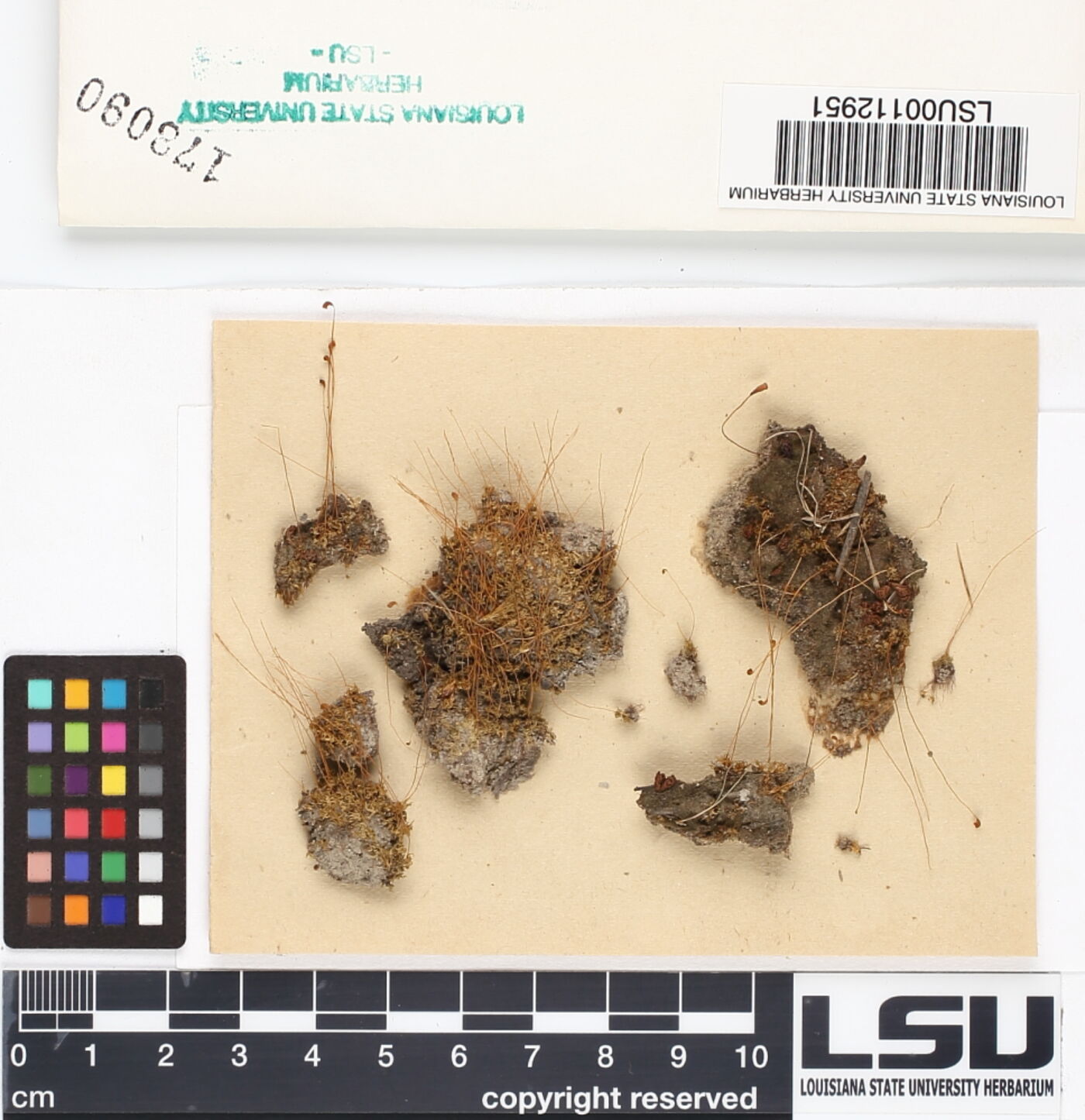 Entosthodon serratus image