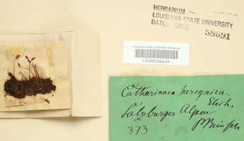 Oligotrichum hercynicum image