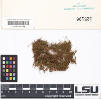 Micropterygium leiophyllum image
