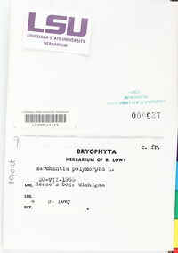 Marchantia polymorpha image