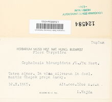 Cephalozia bicuspidata image
