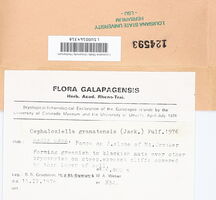 Cephaloziella granatensis image