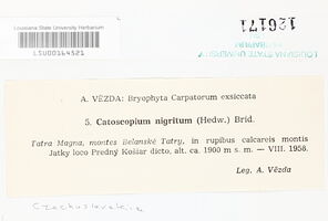 Catoscopium nigritum image