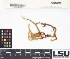 Cladomnion ericoides image