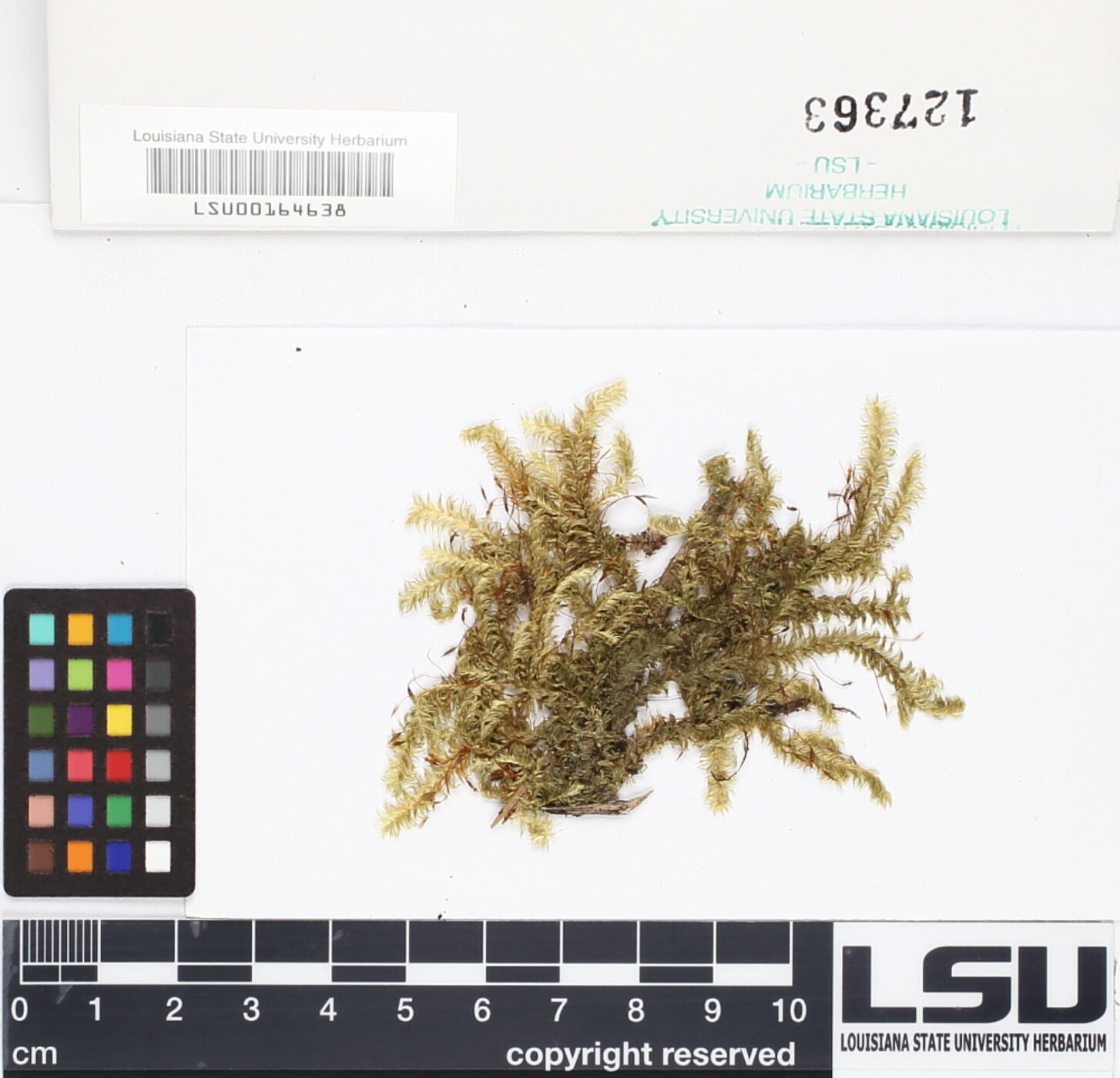 Lepidopilum lastii image