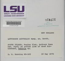 Lepyrodon australis image