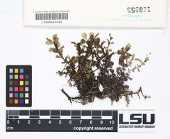 Rhizomnium magnifolium image