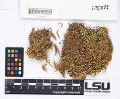 Sematophyllum cuspidatum image
