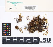 Squamidium leucotrichum image