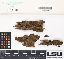 Clasmatodon parvulus image