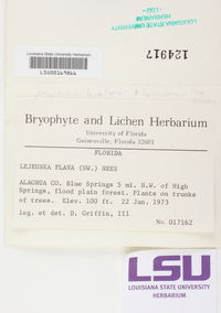 Lejeunea flava image