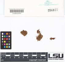 Lepidozia reptans image