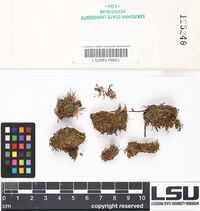 Fuscocephaloziopsis albescens image