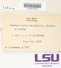 Brachythecium salebrosum image