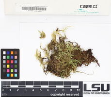 Brachythecium salebrosum image