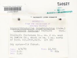 Bryoerythrophyllum recurvirostre image