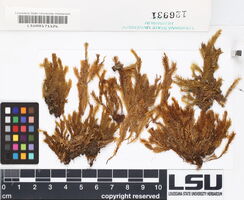 Fissidens polypodioides image