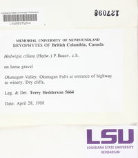 Hedwigia ciliata image