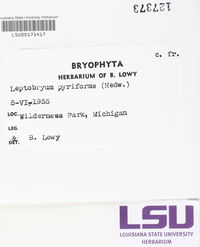 Leptobryum pyriforme image
