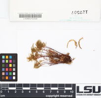 Leucolepis acanthoneuron image